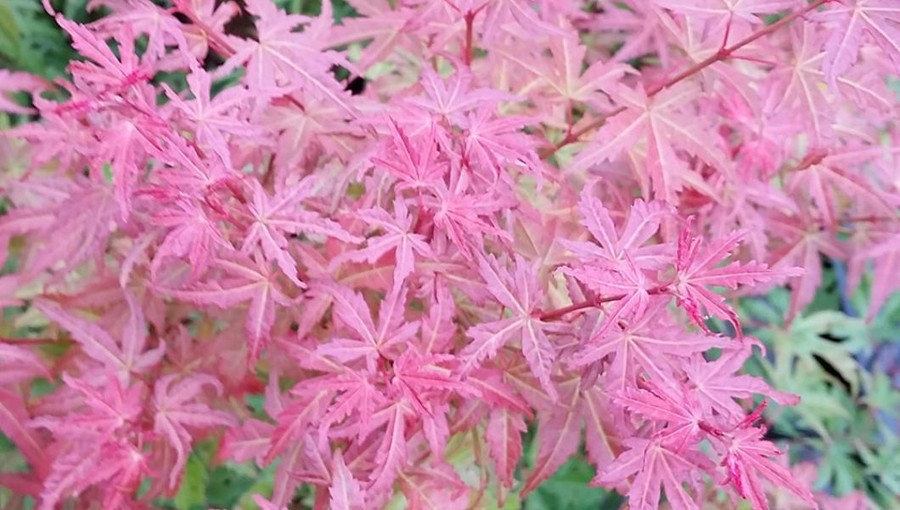 Acer palmatum Butterscotch (pbr) 'JWW8' van Vliet New Plants